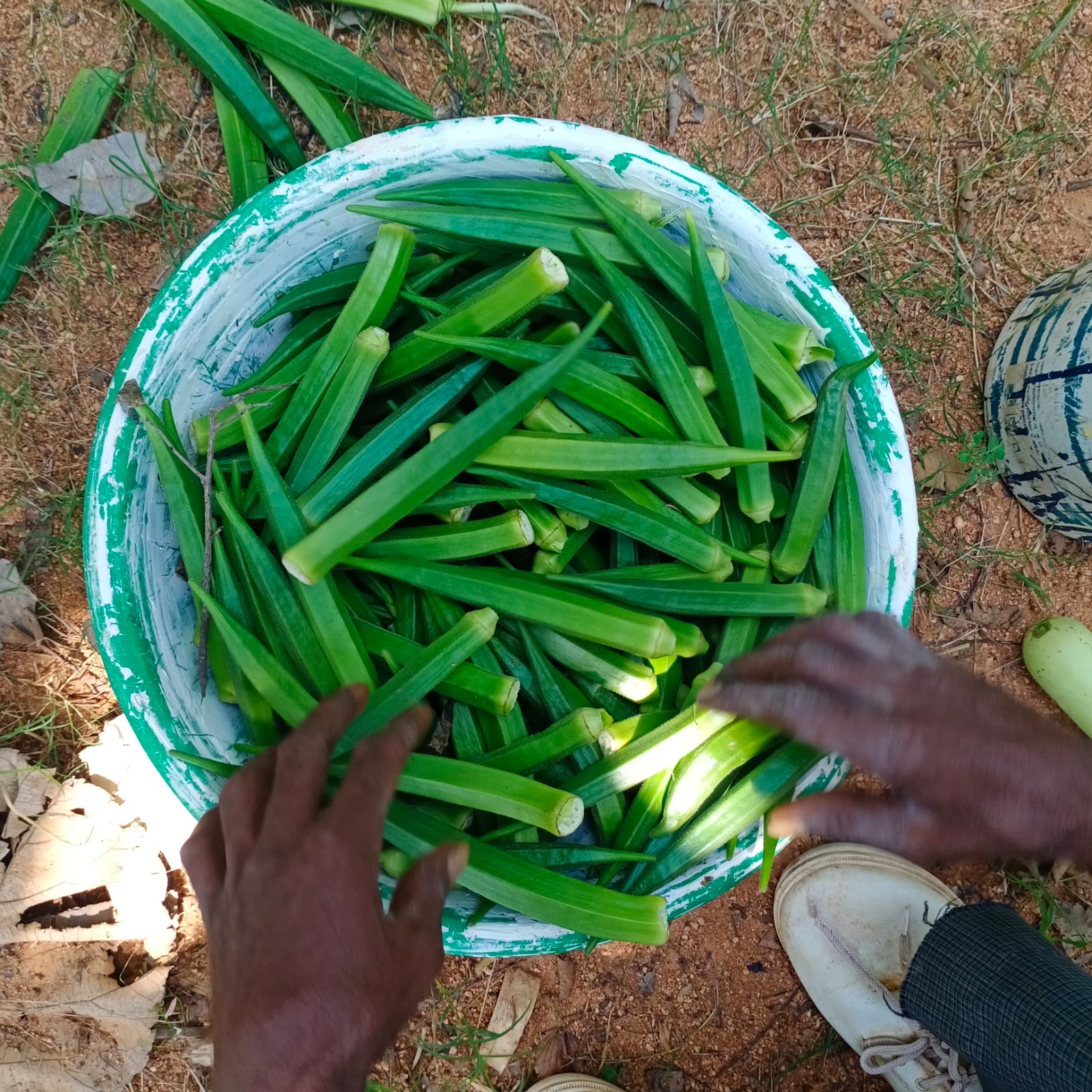 vegetables